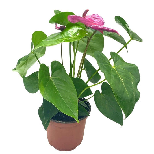 Anthurium Purple, in 6 inch Pot