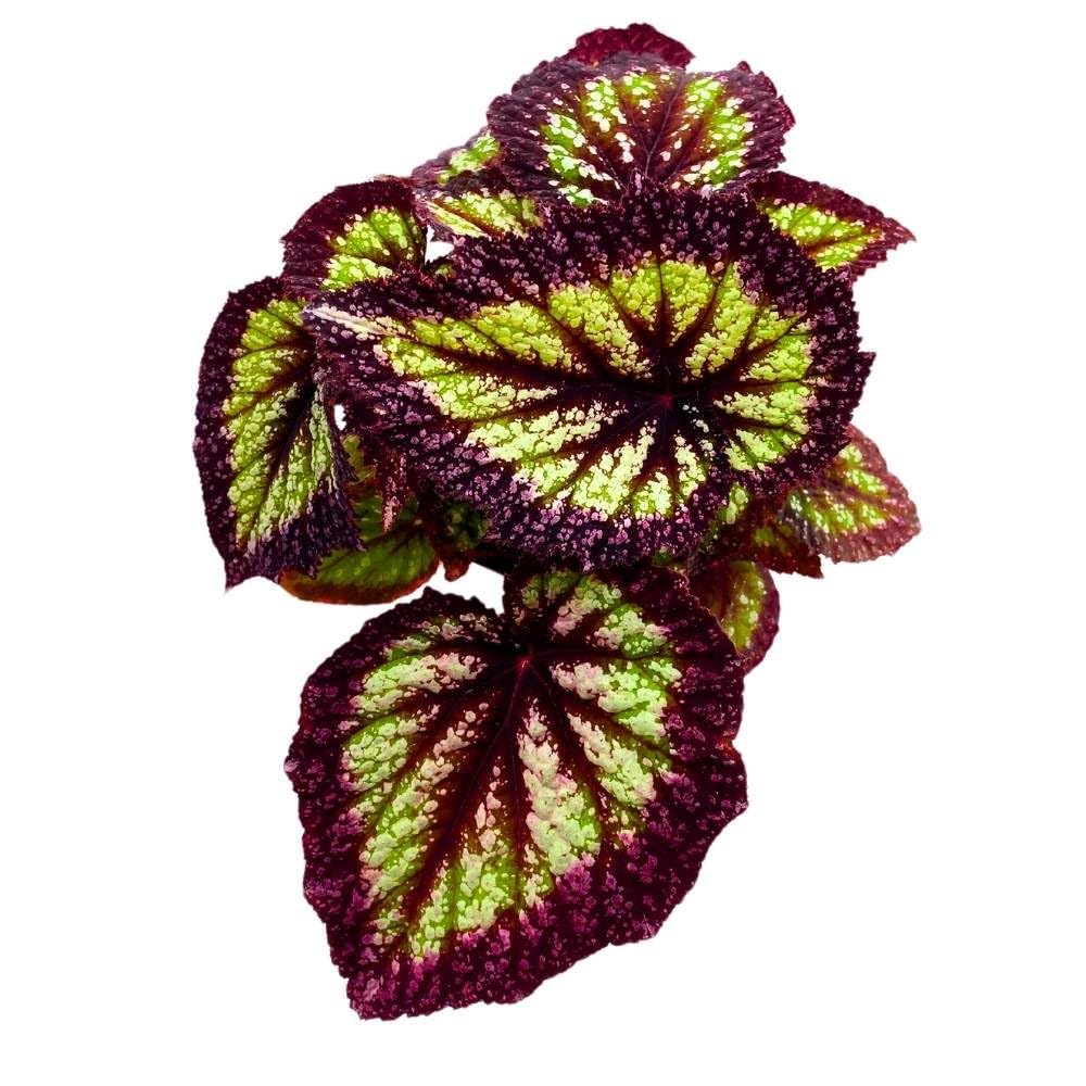 Harmony's Nightfall Begonia Rex 6 inch Super Splashy with Thick Purple Band