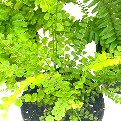BubbleBlooms Boston Fern Assortment, 3 Different 4 inch Boston Ferns, Nephrolepis exaltata Variety Mix