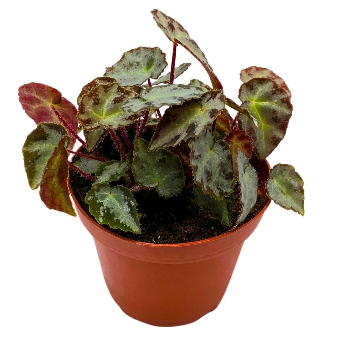 Harmony Foliage Begonia Wiformis 4 inch Rare