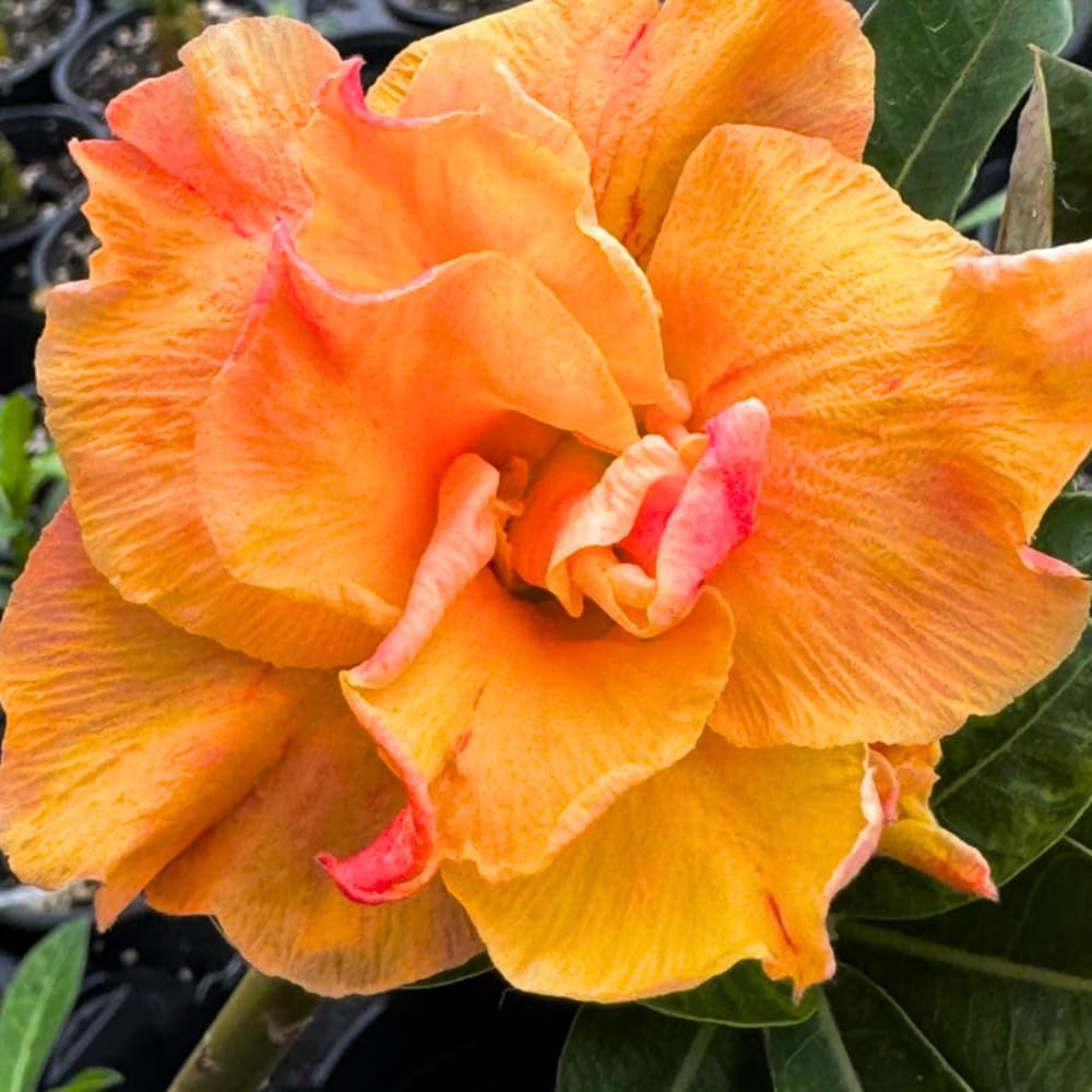 BubbleBlooms Desert Rose Peach Cobbler in a 4 inch Pot Extremely Rare Flower