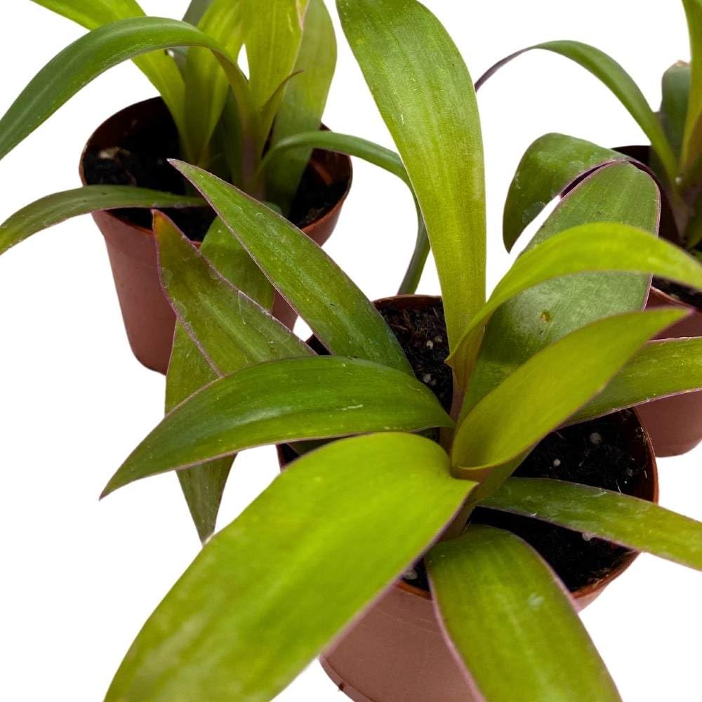 Moses in The Cradle Tradescantia spathacea, 2 inch Set of 3, Boat Lily Tiny Mini Pixie Plant