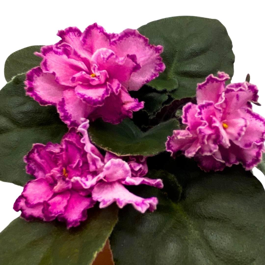 Harmony Foliage African Violet LE Rimma 4 inch