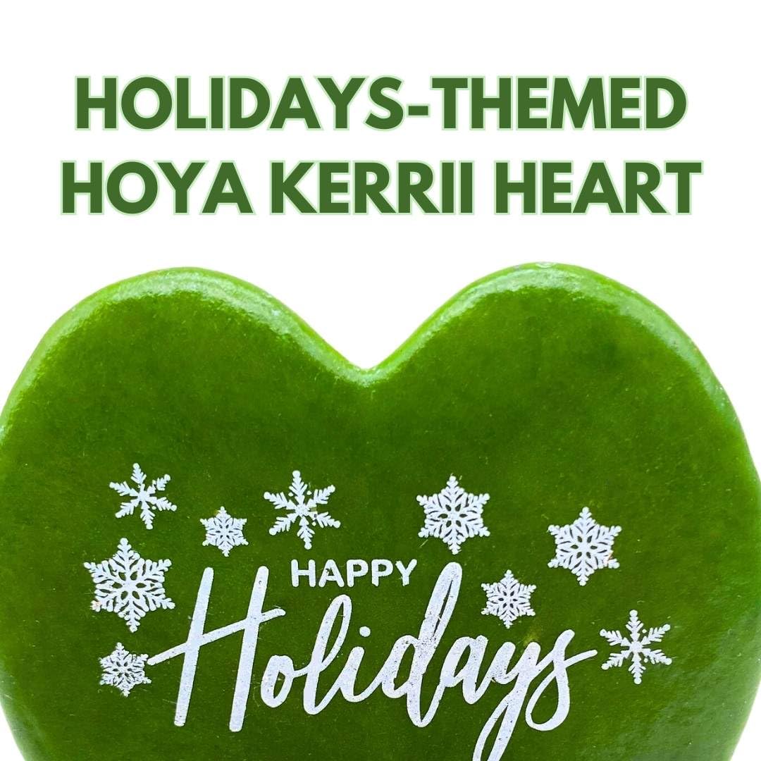 BubbleBlooms Happy Holidays Hoya Kerrii Heart with Holiday Greeting Message in a 2 inch Pot