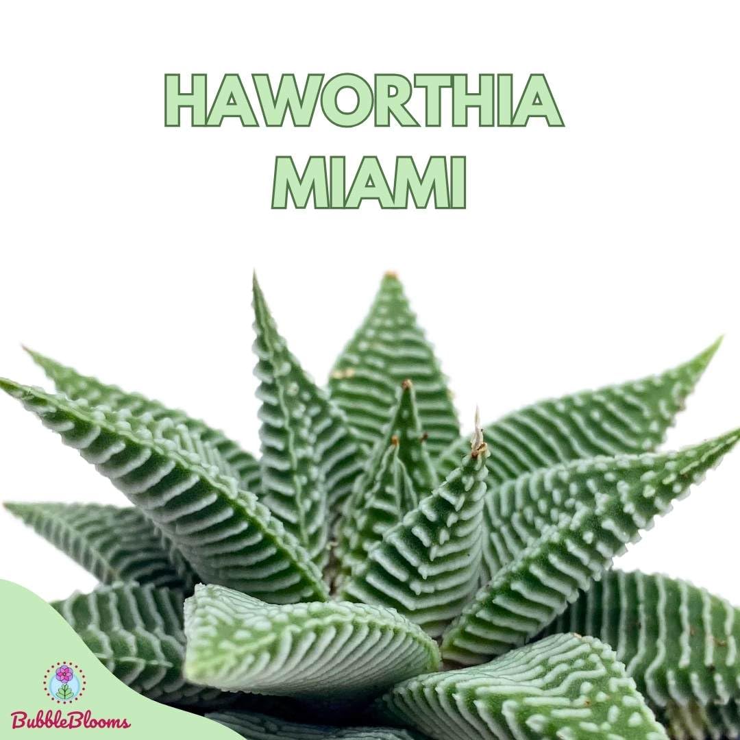 BubbleBlooms Haworthia Miami Wandera Variegated Lace Aloe Set of 3 in 2 inch pots