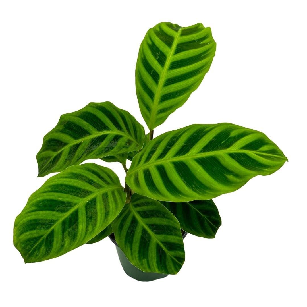 zebra prayer plant BubbleBlooms Calathea Zebrina, in a 4 inch Pot, Goeppertia Zebra Strip – Florida House Plants
