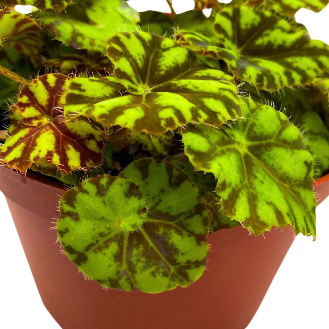 Harmony Foliage Rhizomatous Begonia Mauritius Rex 6 inch