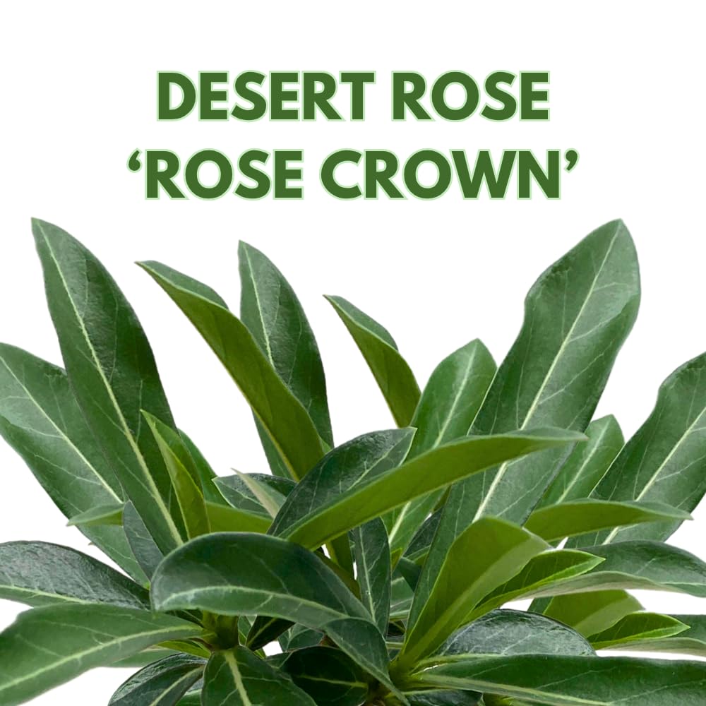 BubbleBlooms Desert Rose Rose Crown in a 4 inch Pot Extremely Rare Flower