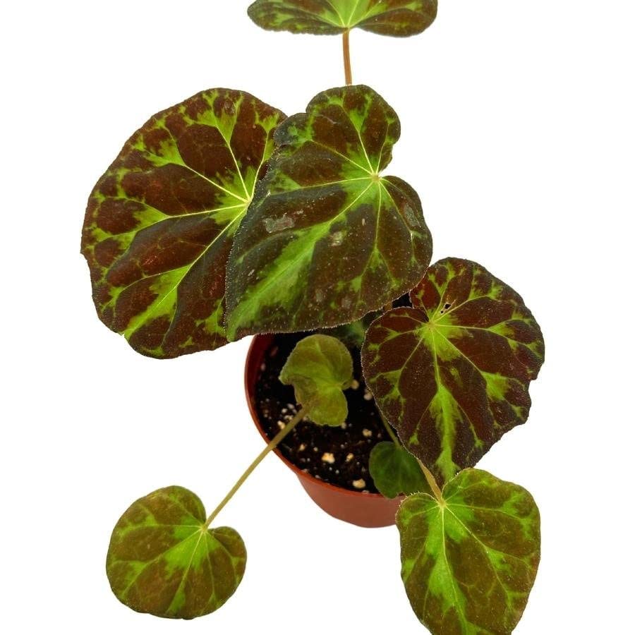 Harmony's Barsaloux's Begonia Barsalouxiae 4 inch, Rare Green Captivating Color Begonia Rex