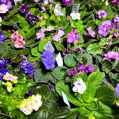 Harmony Foliage African Violet Assortment in 4 inch pots 15-Pack Bulk Wholesale Variegated Saintpaulia Gesneriads