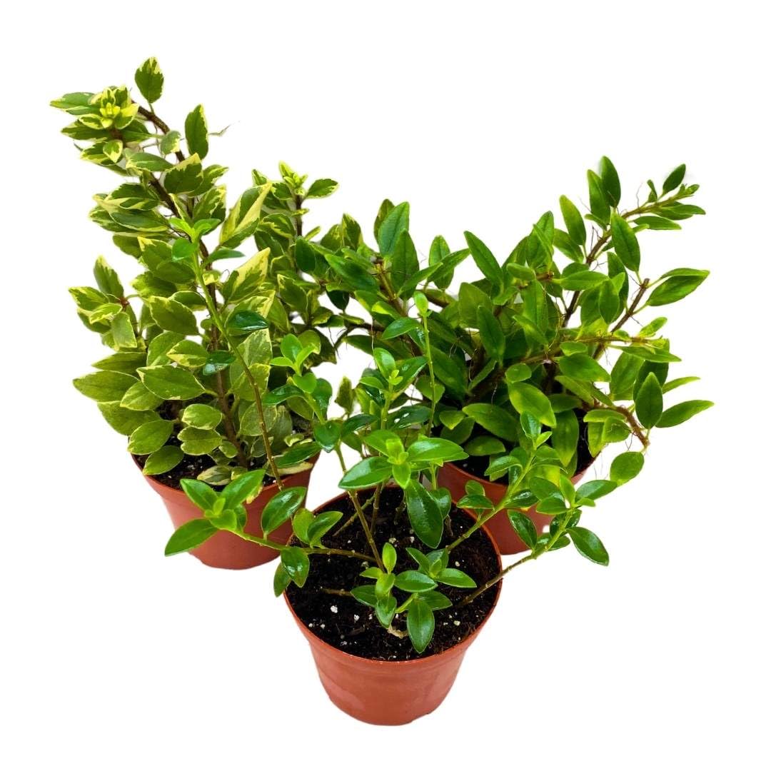 Harmony Foliage Columnea Goldfish Plant Assortment Set of 3 in a 4 inch Pot