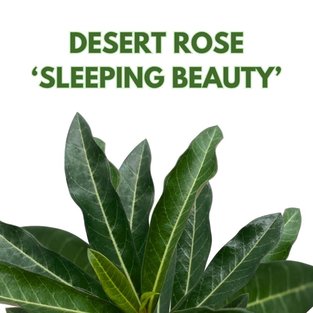 BubbleBlooms Desert Rose Sleeping Beauty in a 4 inch Pot Extremely Rare Flower