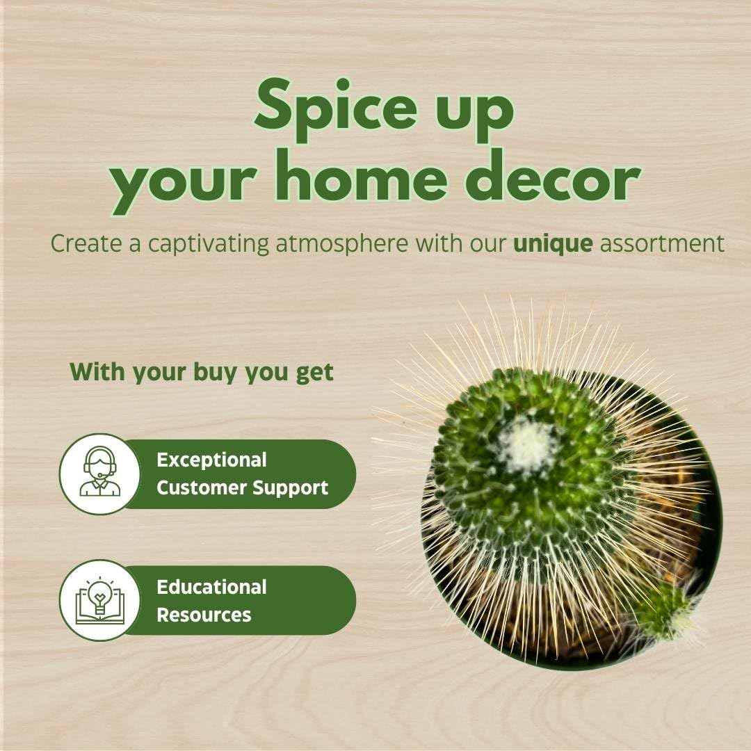 BubbleBlooms Un Pico Mammillaria spinosissima Spiny Pincushion Cactus, Well Rooted Potted Starter