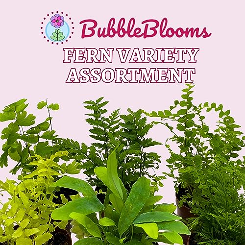 BubbleBlooms Fern Variety Assortment, 6 Different Ferns in 2 inch pots Tiny Mini Pixie Plants