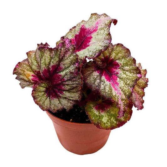 Harmony's Helios 4 inch Begonia Rex Multicolor Ruffle Splash