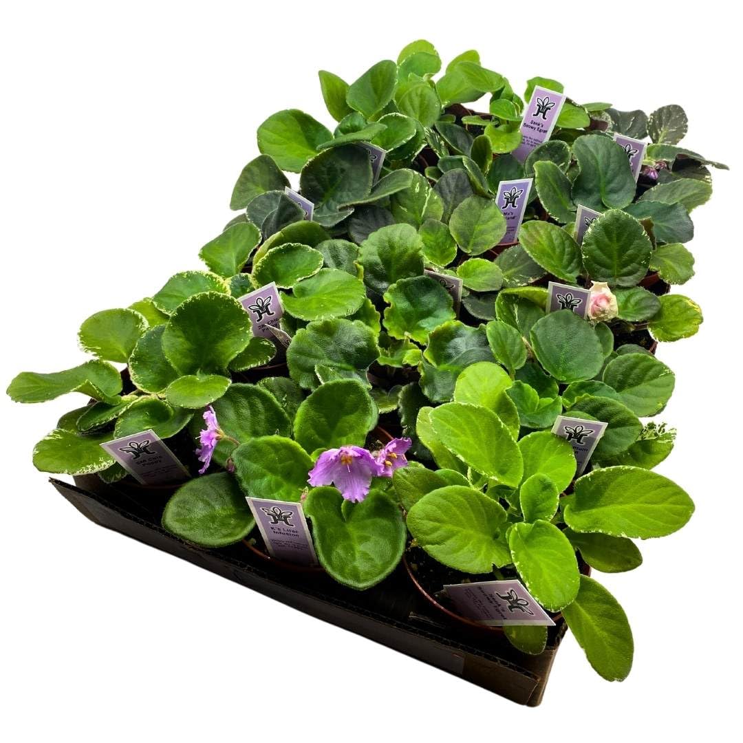 Harmony Foliage African Violet Assortment in 4 inch pots 30-Pack Bulk Wholesale Variegated Saintpaulia Gesneriads