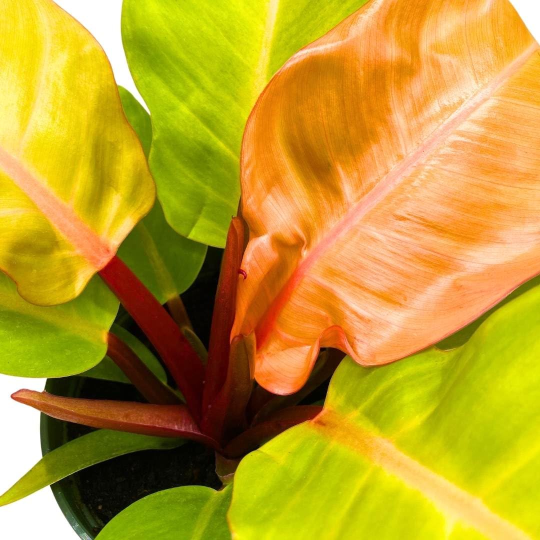 BubbleBlooms Philodendron Prince of Orange 4 inch