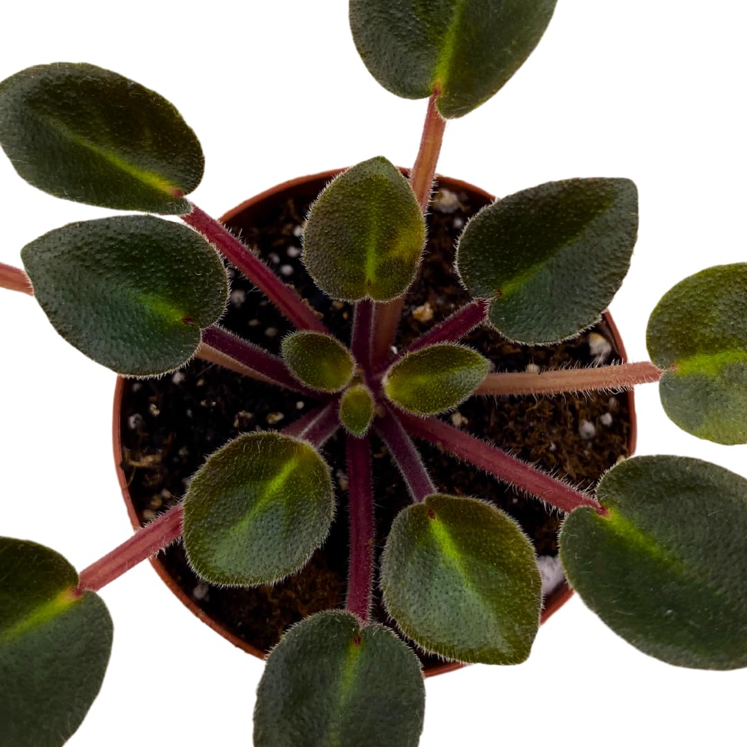 Harmony Foliage Mini African Violet Jolly Dear 2 inch Pink Flower