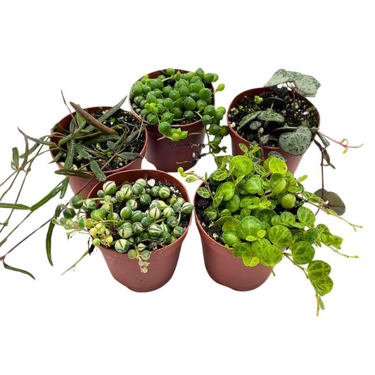 Succulent Strings Set, Variegated String of Pearls, Turtles, Hearts, and More, Premium Collection, 5 Live Potted Plants in 2 inch Pots by BubbleBlooms