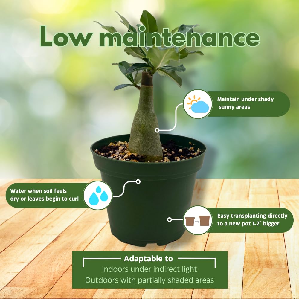 BubbleBlooms Desert Rose Guangyao in a 4 inch Pot Extremely Rare Flower