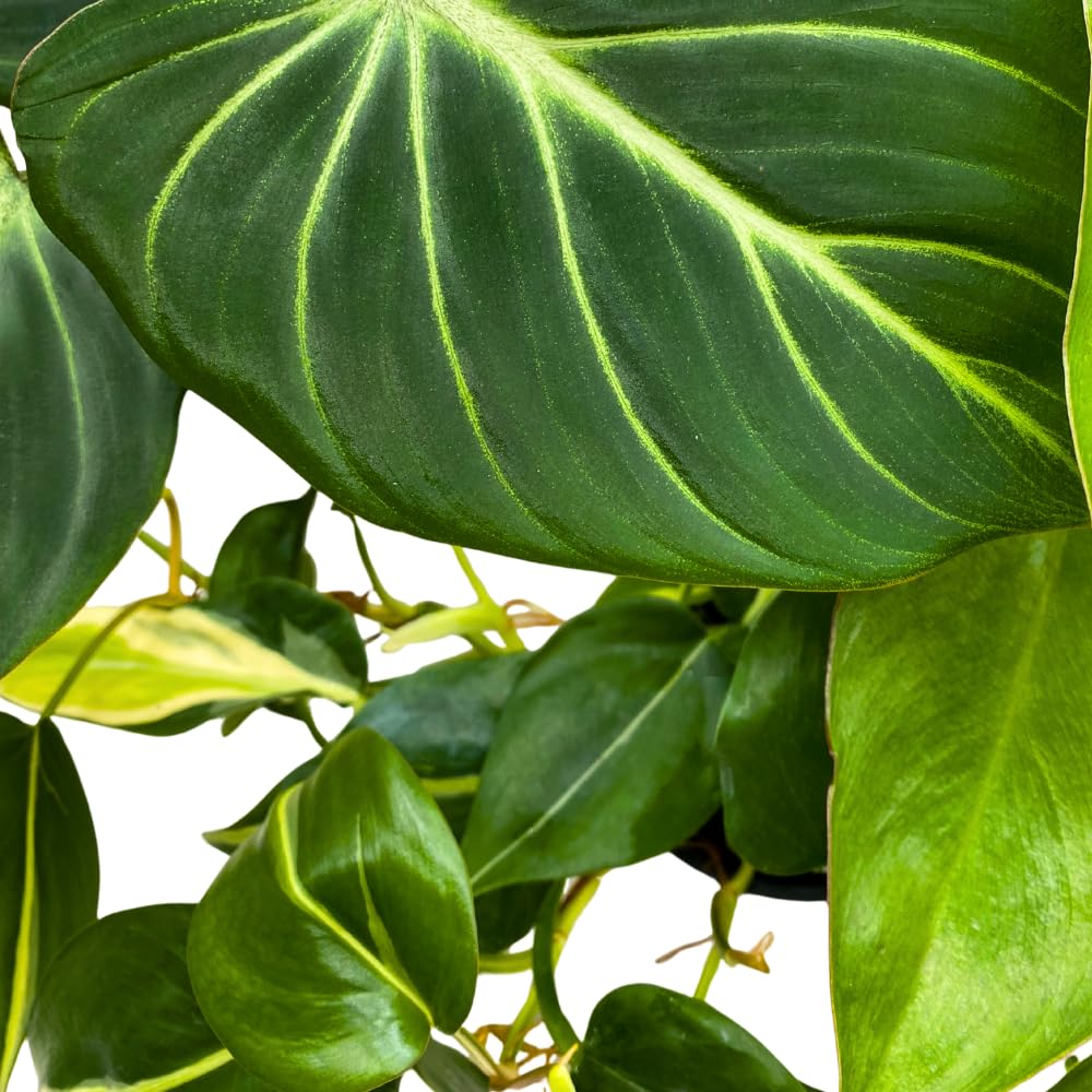 BubbleBlooms Philodendron Assortment in 4 inch Pots Set of 3