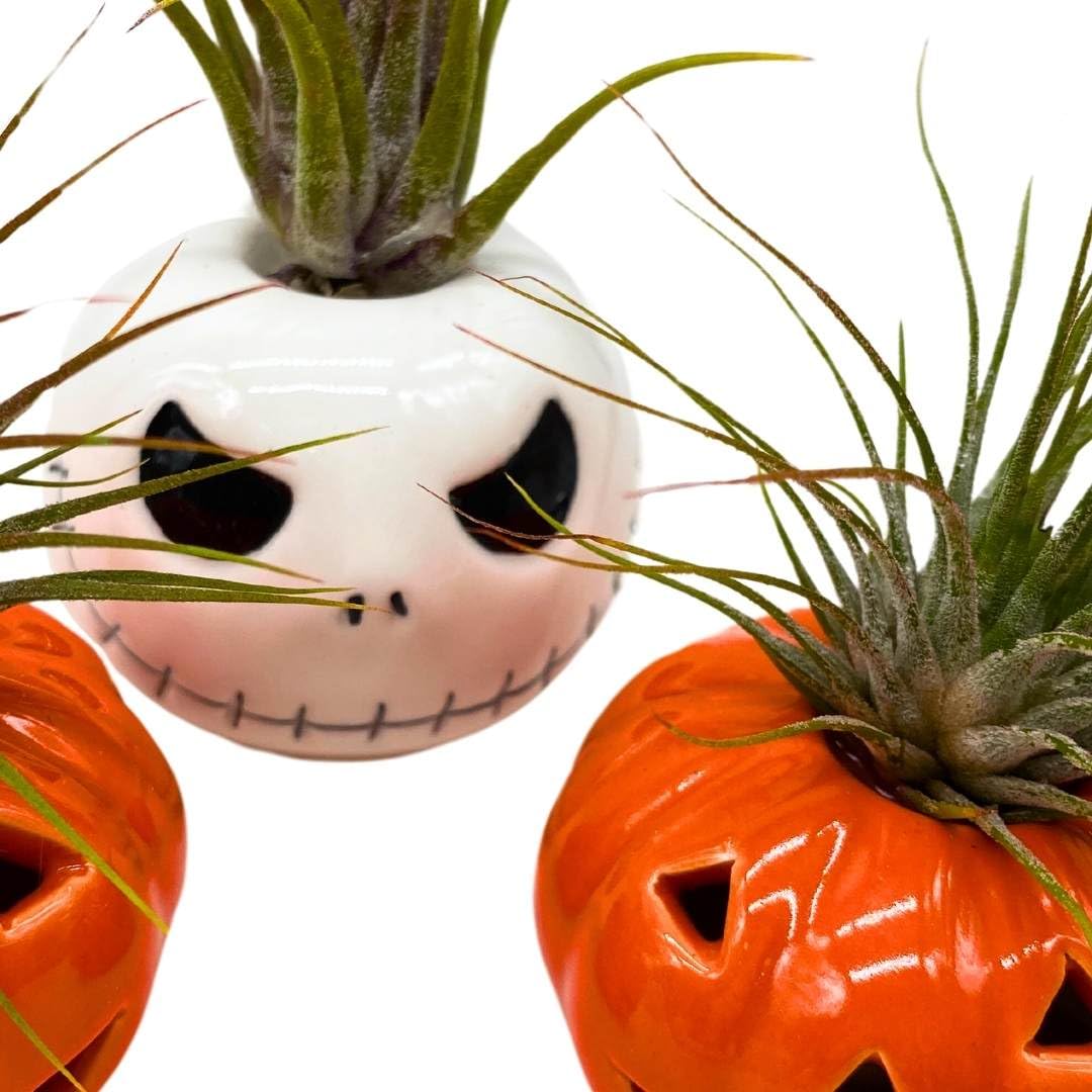 BubbleBlooms Halloween Ceramic Pumpkin and Skull Assortment Set of 3 Air Plant Holder