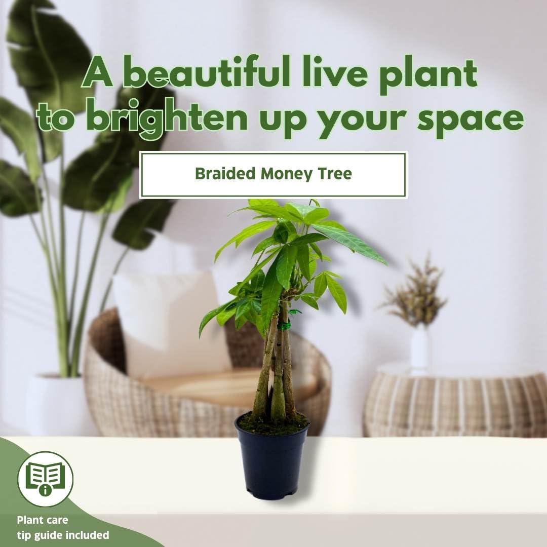 money tree guide BubbleBlooms Braided Money Tree Pachira aquatica in a 4 inch Pot Water – Florida House Plants