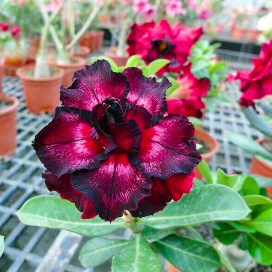 BubbleBlooms Desert Rose Moran 5 inch Pot Black Purple and Red Variegated Exotic Rare Flower