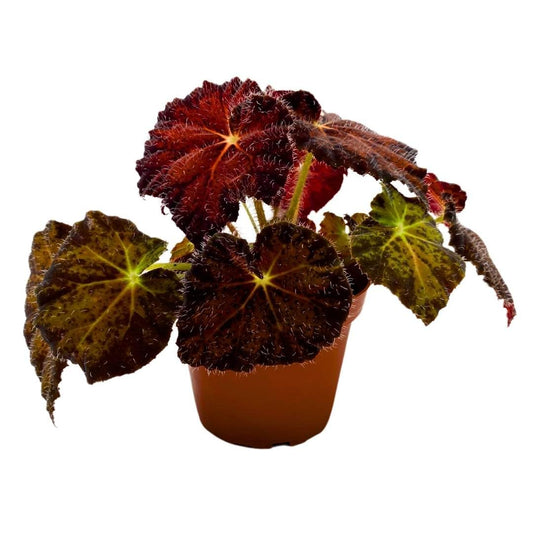 Harmony Foliage Begonia Brad Thompson 4 inch Rhizomatous