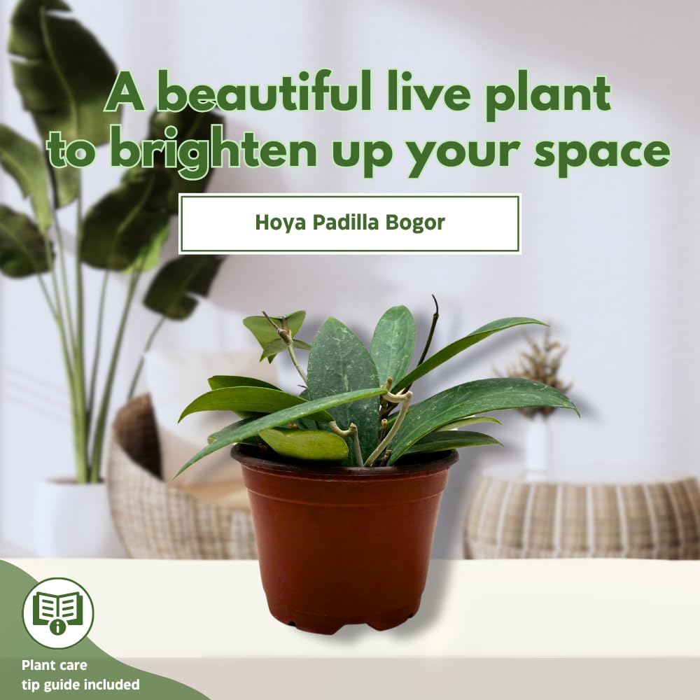 BubbleBlooms Hoya Padilla Bogor in a 4 inch Pot