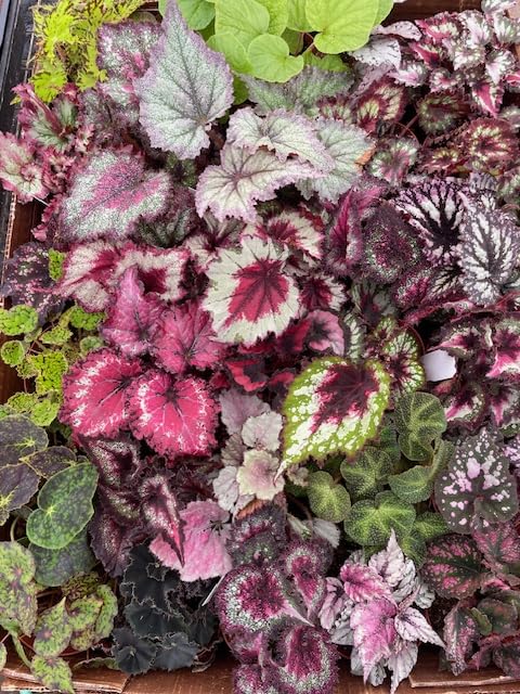 Harmony Foliage Begonia Rex and Rhizomatous Hybrids in 4 inch pots 30-Pack Bulk Wholesale Hybridized Unique Plants