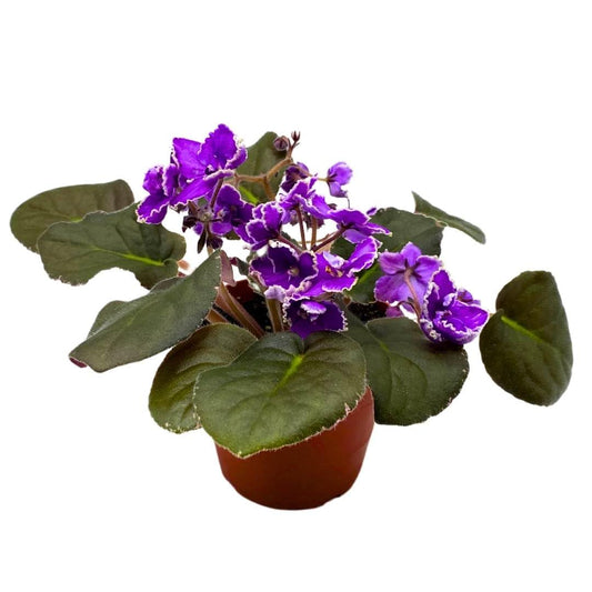 Harmony Foliage African Violet Wrangler's Spanish Cavalier 4 inch