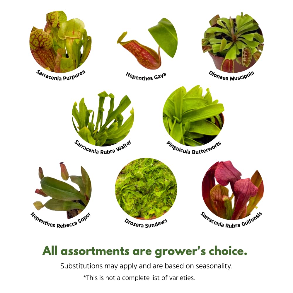 BubbleBlooms Carnivorous Assortment in 3 inch Pots Set of 3