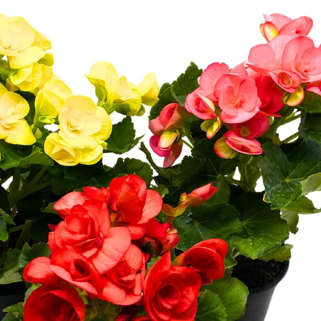 BubbleBlooms Flowering Rieger Begonia Set of 3 in 4 inch pots Hiemalis Elatior Hardy Begonia grandis tuberosa Mother's Day Plants