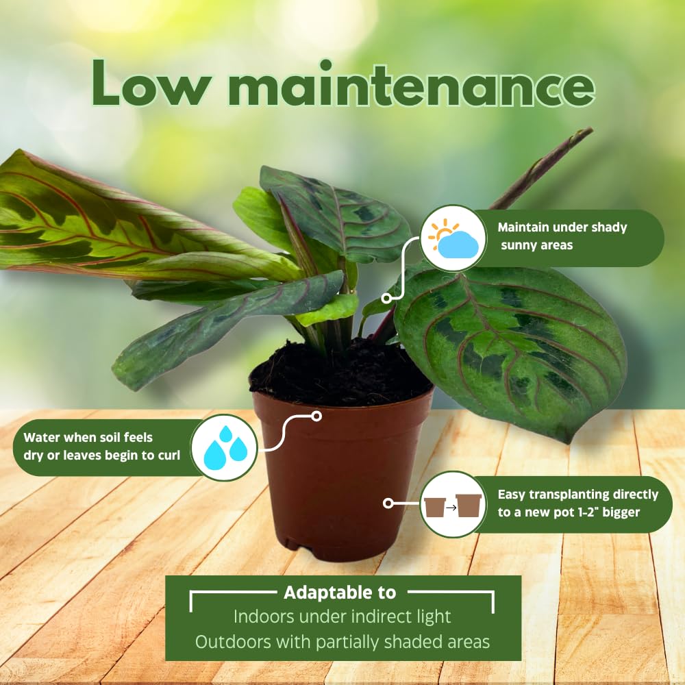 BubbleBlooms Mini Prayer Plant Calathea in 2 inch Pot, Growers Choice