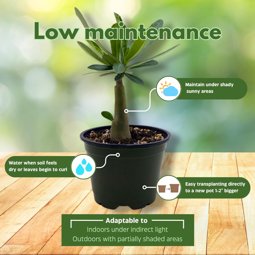 BubbleBlooms Desert Rose Sunshine in a 4 inch Pot Extremely Rare Flower