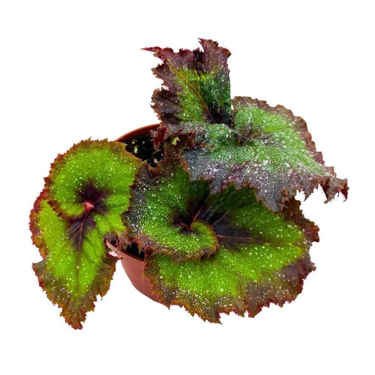 Harmony's Andromede Begonia Rex 4 inch Purple and Green Spiral