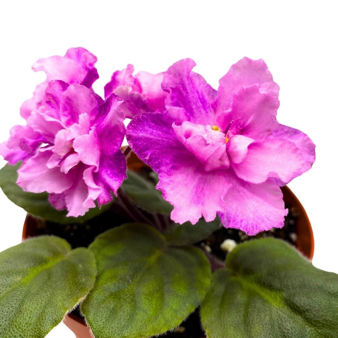 Harmony Foliage African Violet Cajun's Blueberry Hill 4 inch Gesneriad