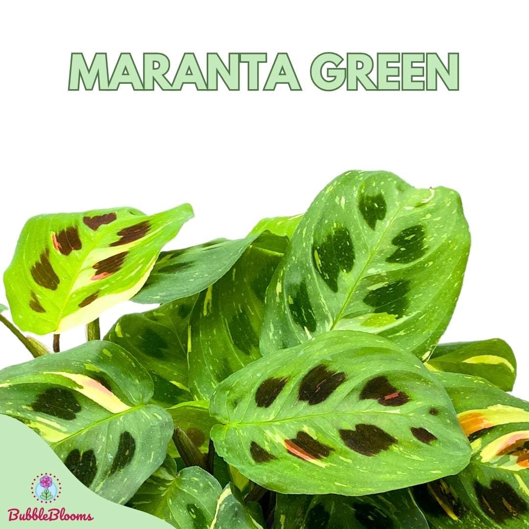 rabbit tracks prayer plant BubbleBlooms Maranta Green, 4 inch Rabbit Tracks, Kerchoveana Leuconeu – Florida House Plants
