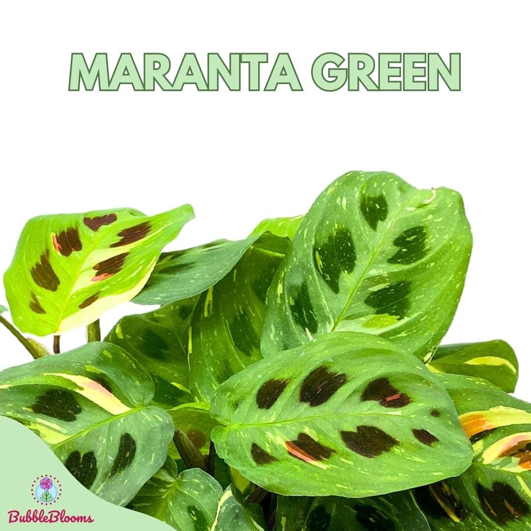 Maranta Green, 4 inch Rabbit Tracks, Kerchoveana Leuconeura Green Prayer Plant