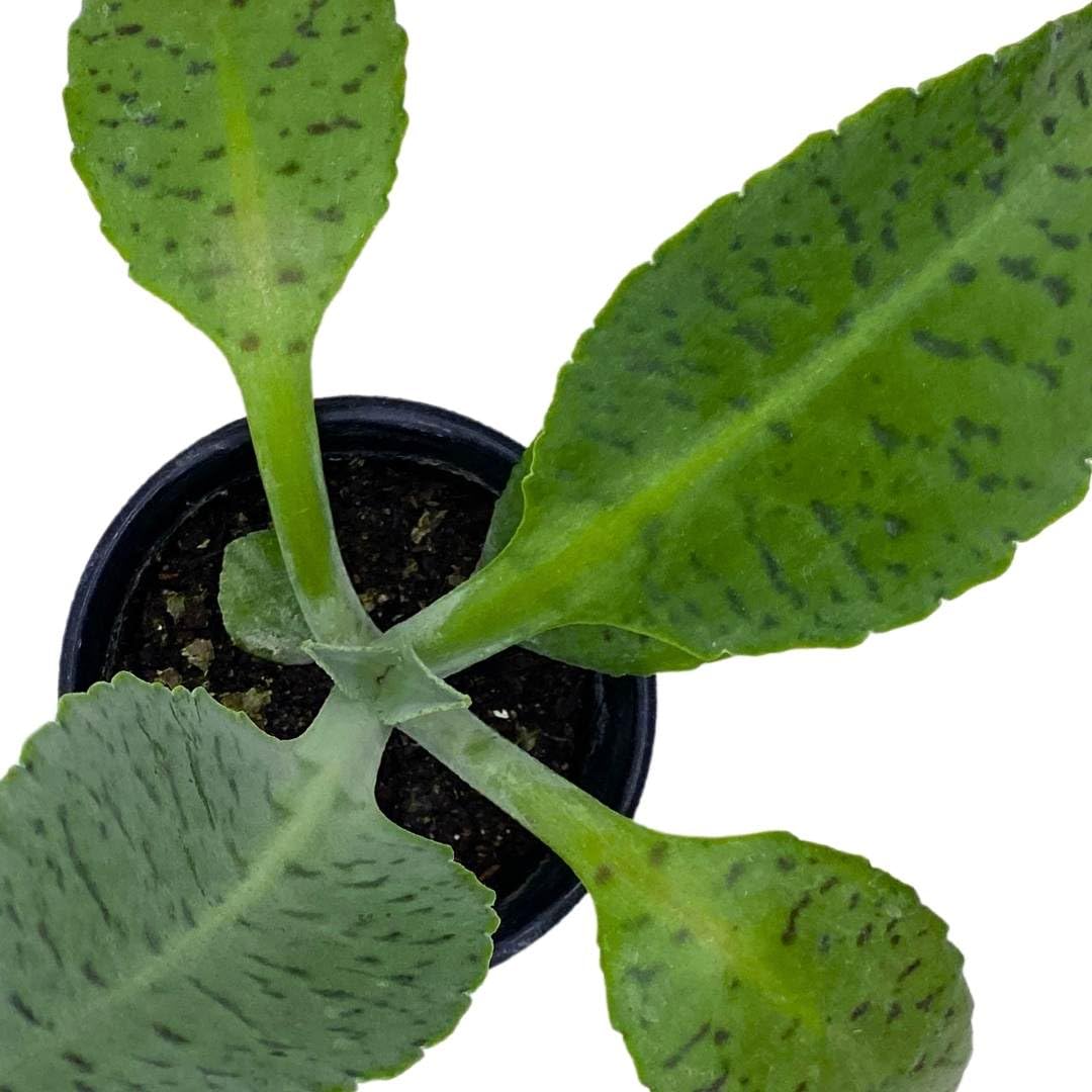 BubbleBlooms Kalanchoe Donkey Ears in a 4 inch Pot gastonis-bonnieri Mother of Millions