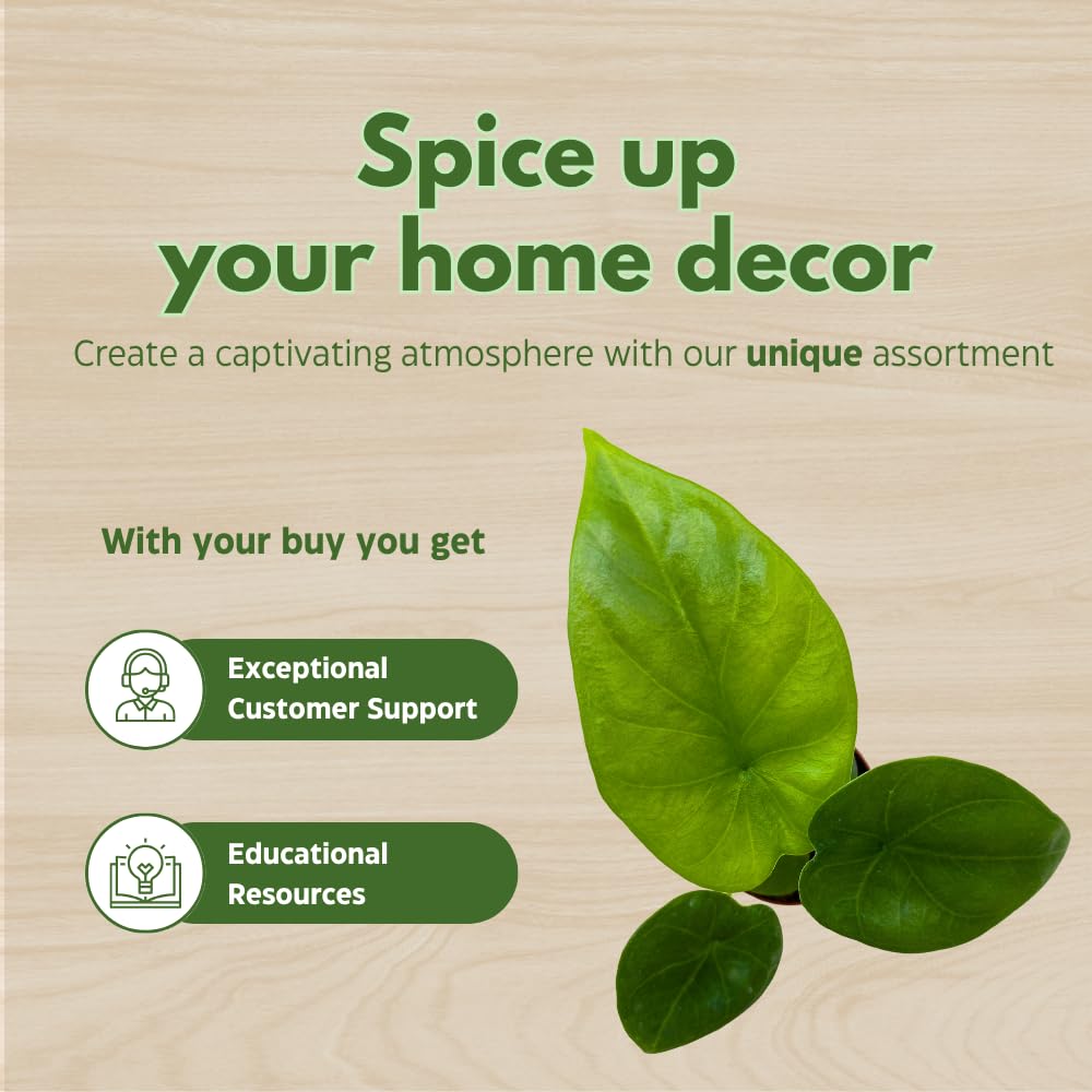 BubbleBlooms Alocasia Lukiwan in a 2 inch Pot Tiny Minie Pixie Plant