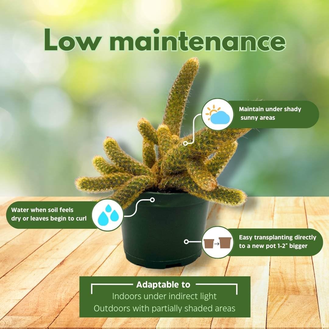 BubbleBlooms Lady Finger Cactus Copper King in a 6 inch Pot Mammillaria Elongata, Kopper Lady Fingers