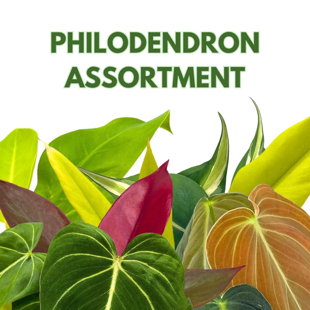BubbleBlooms Philodendron Assortment in 4 inch Pots Set of 5