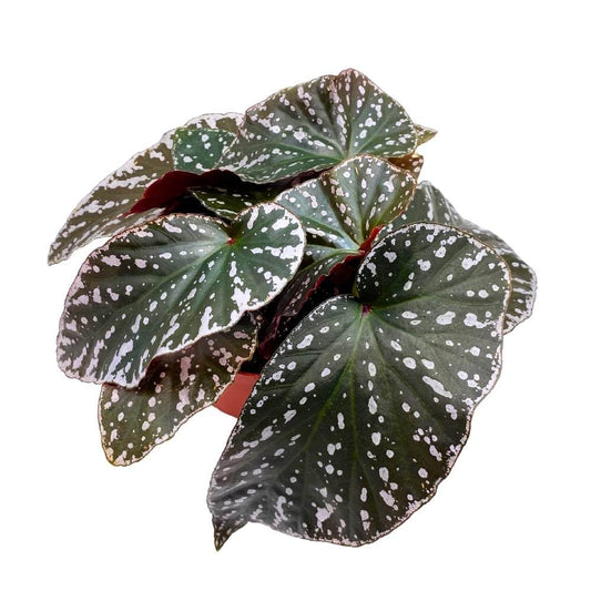 Harmony's Silver Eagle Angel Wing, 6 inch Cane Begonia White Border Albo marginata Large Leaf