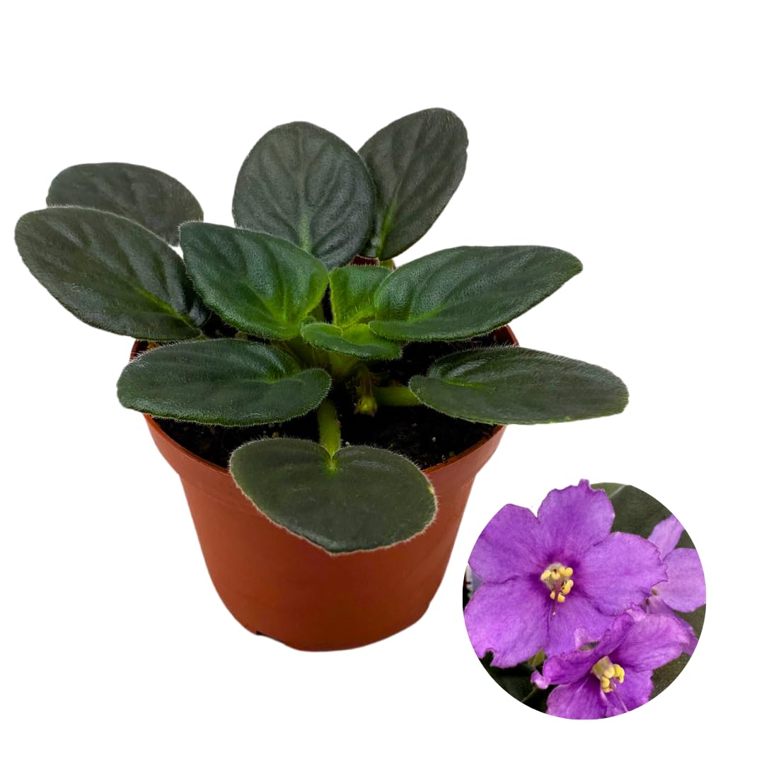 Harmony Foliage African Violet Radiant Glow 4 inch Purple Flower