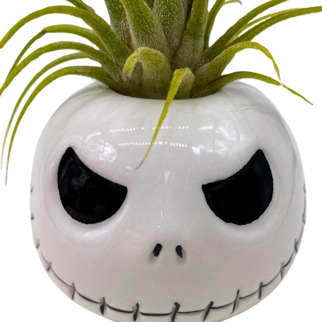 BubbleBlooms Halloween Mr. Bones Skull Air Plant Holder Resin Art Sculpture Hand Made