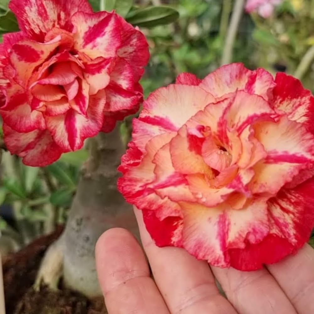 BubbleBlooms Desert Rose Julius Caesar in a 4 inch Pot Extremely Rare Flower