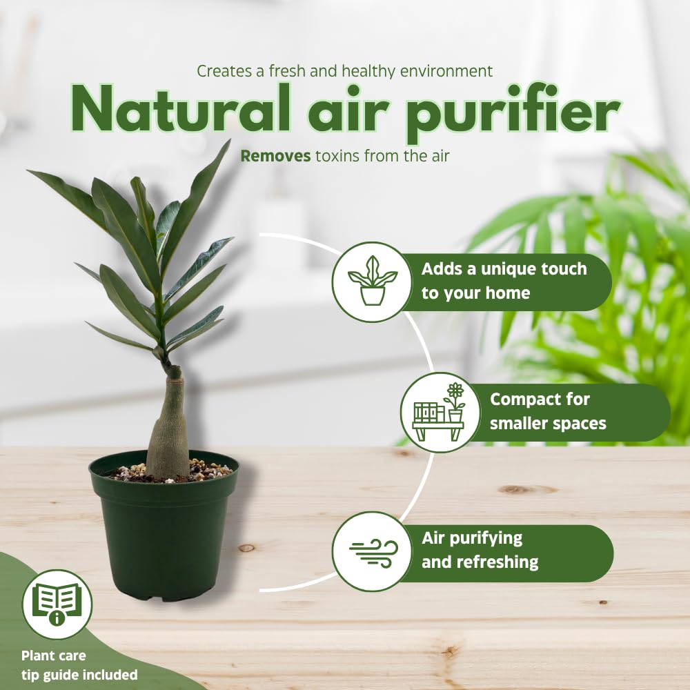 BubbleBlooms Desert Rose Sleeping Beauty in a 4 inch Pot Extremely Rare Flower