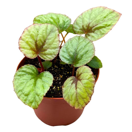 Harmony Foliage Begonia Oteka 6 inch Rhizomatous Large Leaf